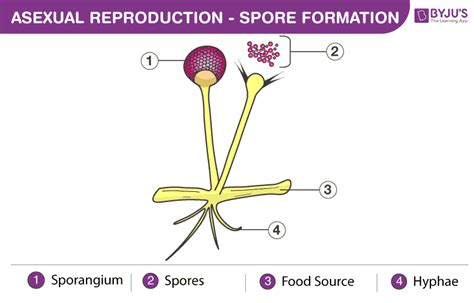 how are fungal spores similar to plant spores